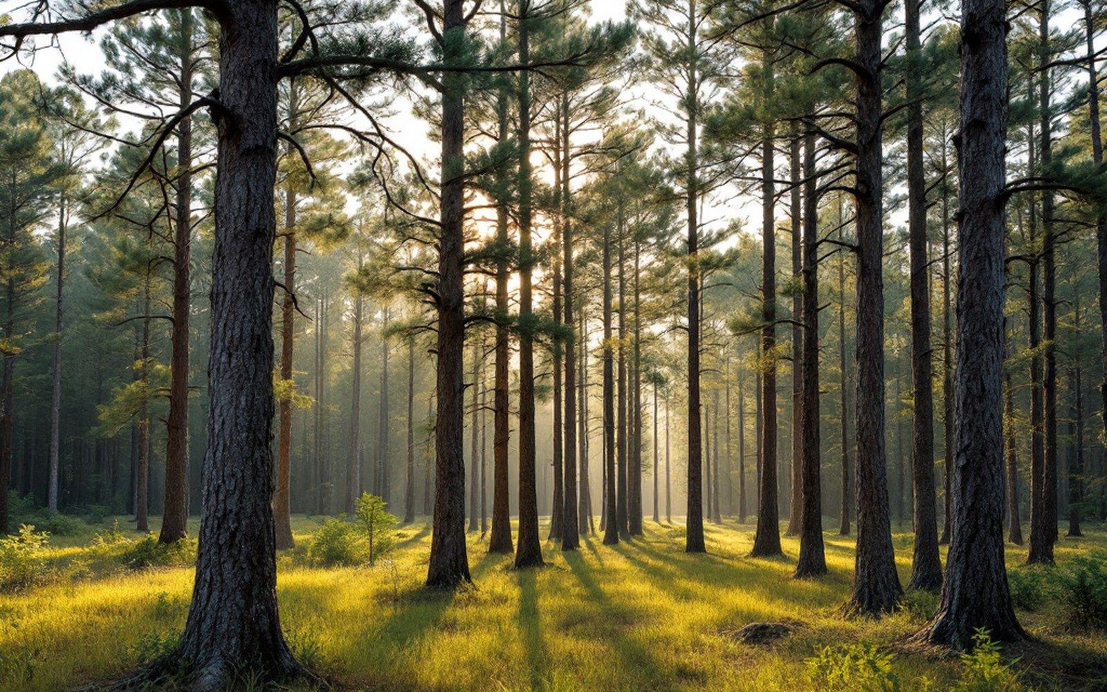 Longleaf pine savanna in low sun, trunks widely spaced, grass underneath