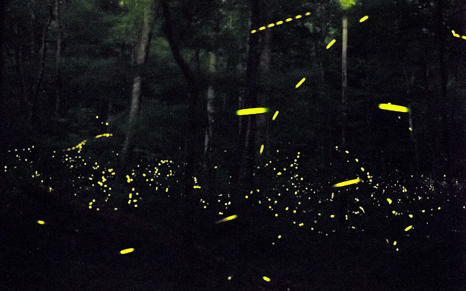 Long-exposure trails of glowing fireflies streak through a dark forest at night